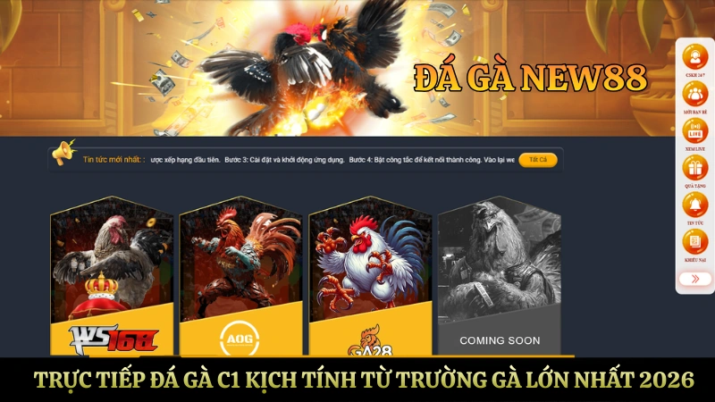 Đá gà NEW88 trực tiếp C1 với các trận đấu kịch tính từ trường gà lớn